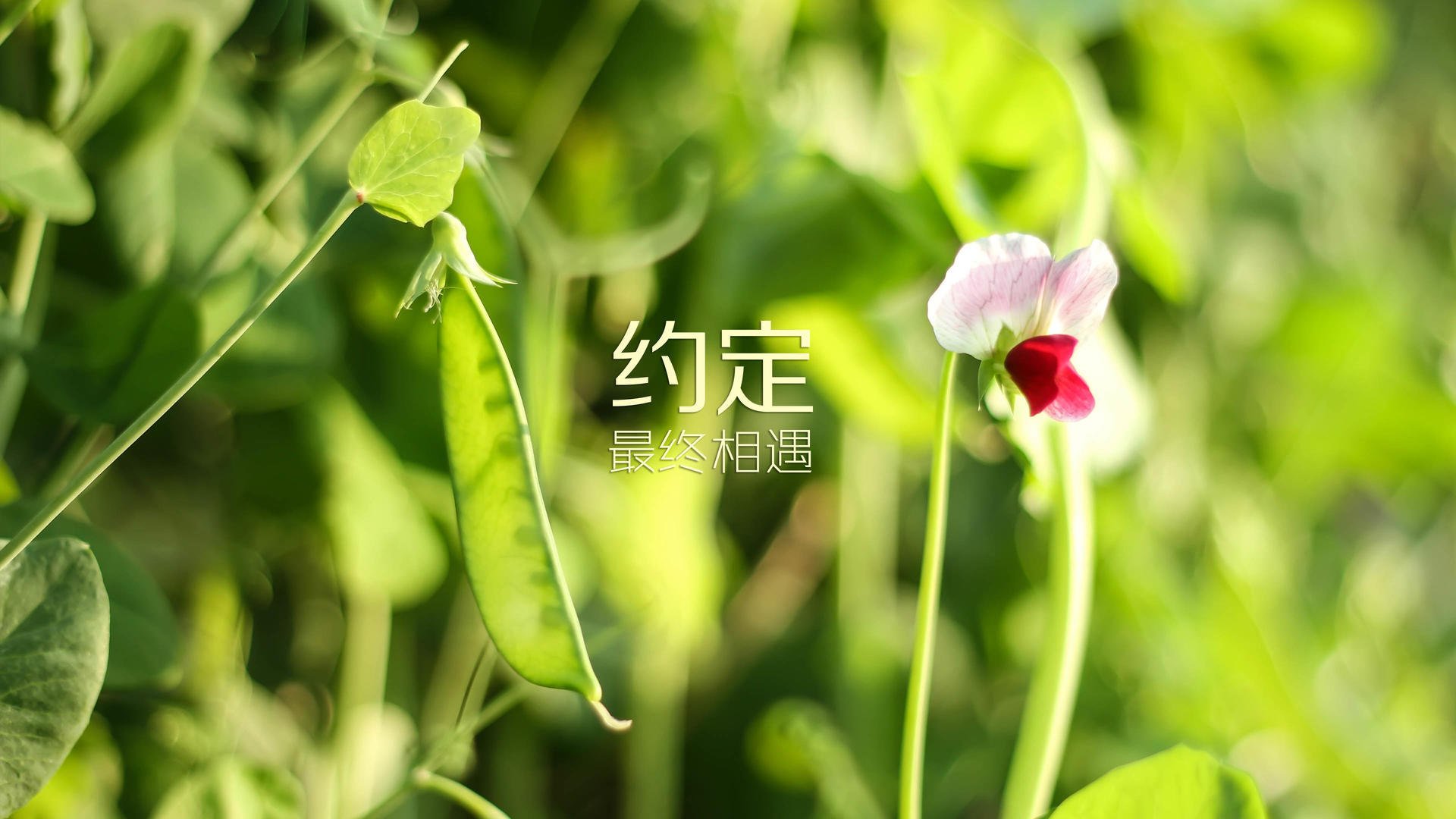 职业球员缺乏国际赛事实战经验，职业球员缺乏国际赛事实战经验的原因